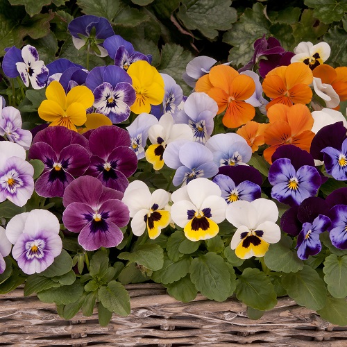 Viola Seed Mixed